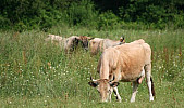 Nos maraîchines en UNE de la page agriculture de la nouvelle grande région ALPC !