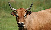 Notre élevage paysan bio : de la préservation animale et de l'économie écologique.